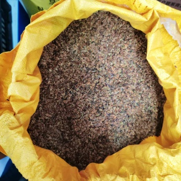 威灵仙种子