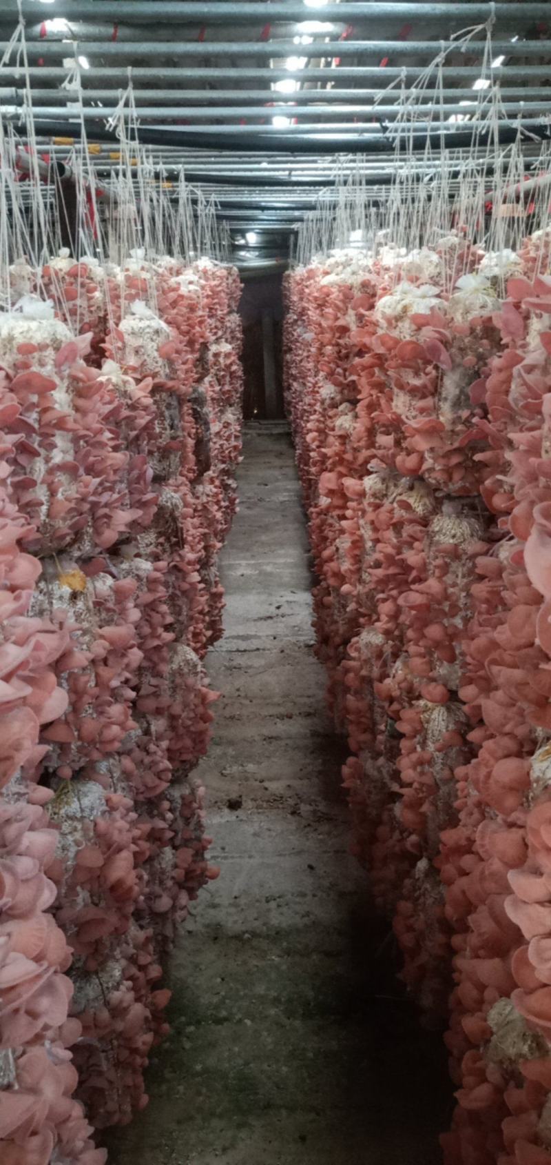 粉木耳贵妃自产自销新菜系全新菜系欢迎合作