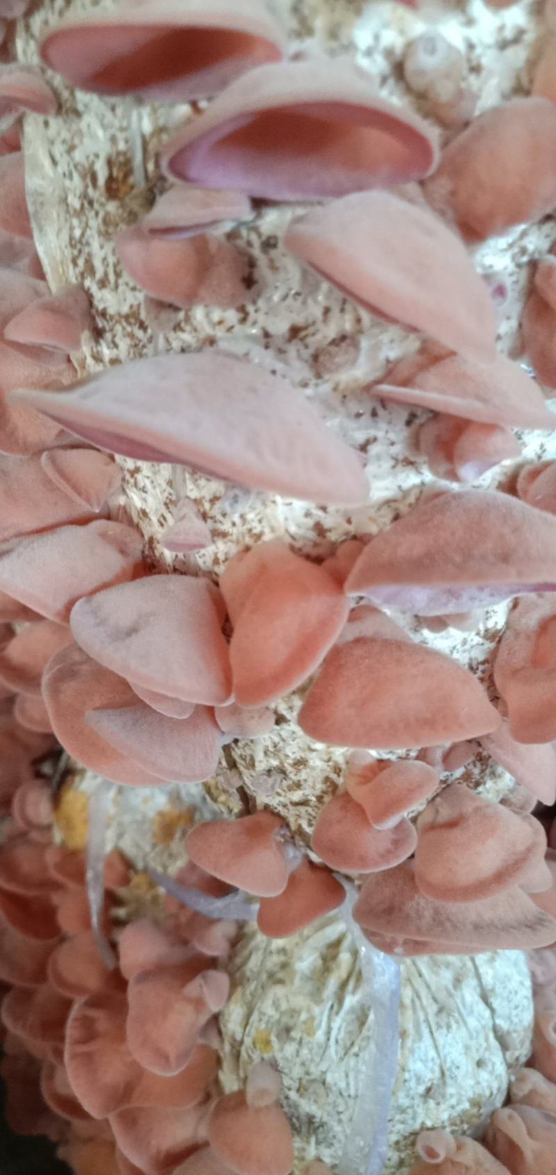 粉木耳贵妃自产自销新菜系全新菜系欢迎合作