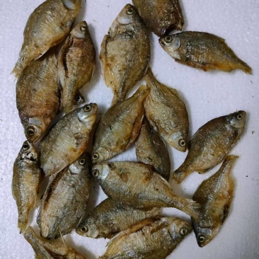 鳑鲏鱼