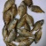 鳑鲏鱼