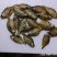 鳑鲏鱼
