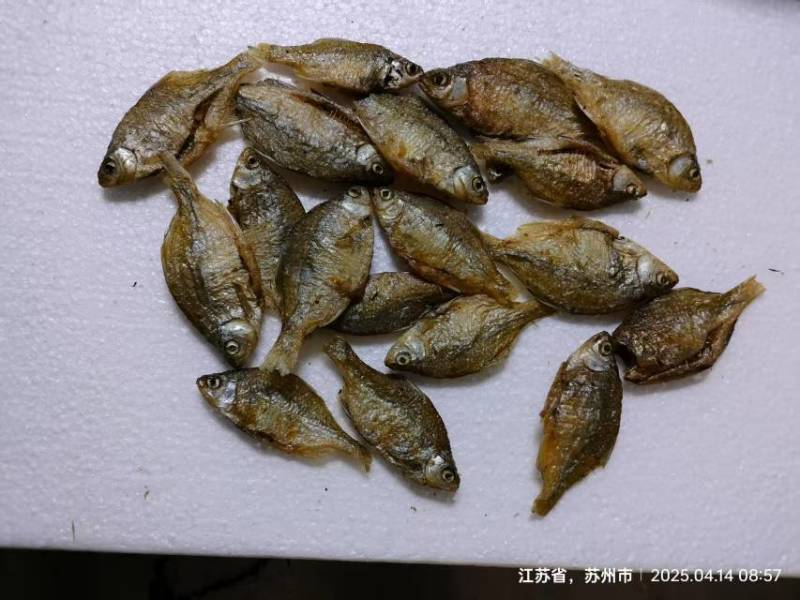 鳑鲏鱼