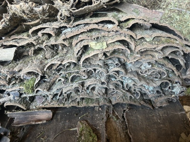 杜仲皮干货刮粗皮多种规格高压清洗产地货源量大从优
