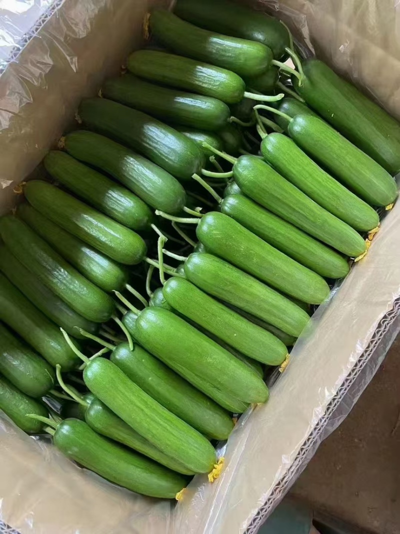 精品小黄瓜，水果黄瓜