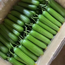 精品小黄瓜，水果黄瓜