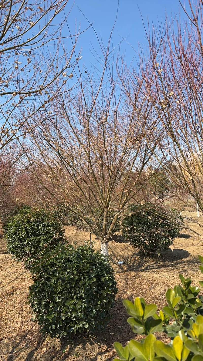 鸡爪槭，丛生鸡爪槭，规格5-25公分量大，基地直供，