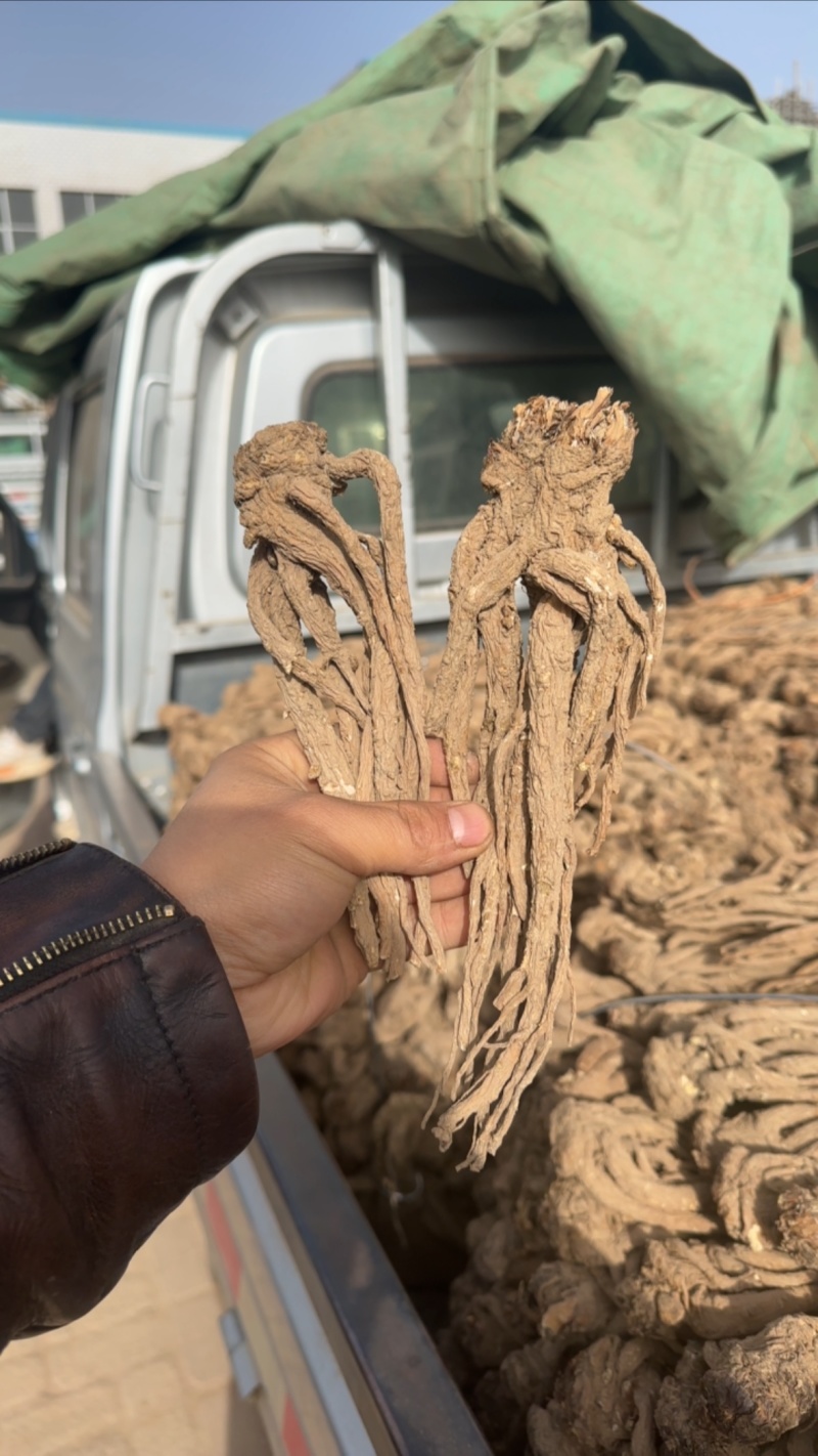 甘肃岷县无硫特当归一手货源千亩基地价格美丽欢迎致电下单