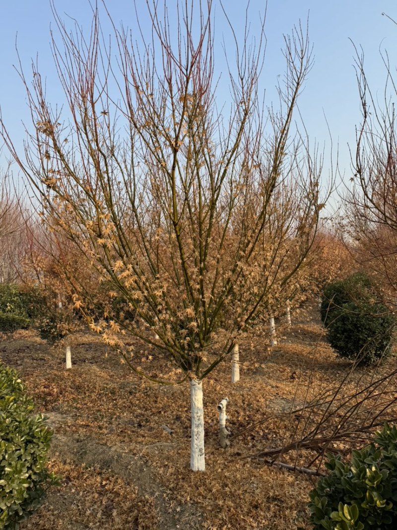 鸡爪槭，丛生鸡爪槭，规格5-25公分量大，基地直供，
