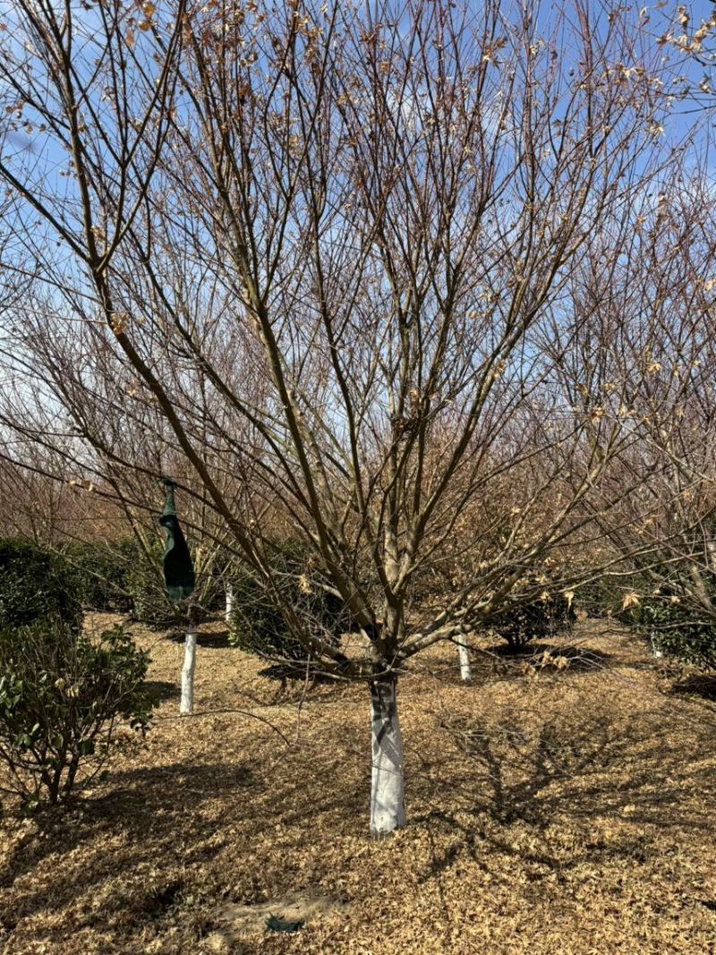 鸡爪槭，丛生鸡爪槭，规格5-25公分量大，基地直供，