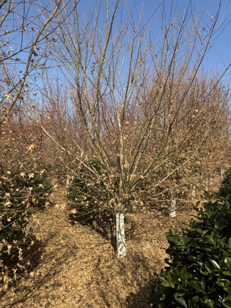 鸡爪槭，丛生鸡爪槭，规格5-25公分量大，基地直供，
