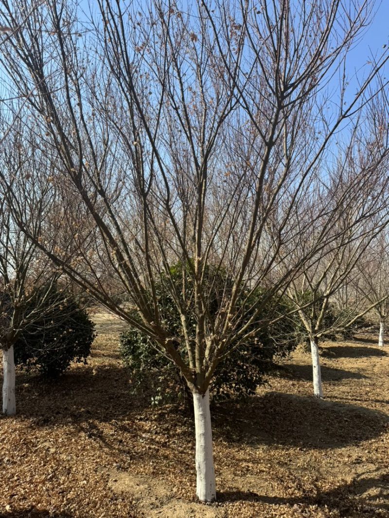 鸡爪槭，丛生鸡爪槭，规格5-25公分量大，基地直供，