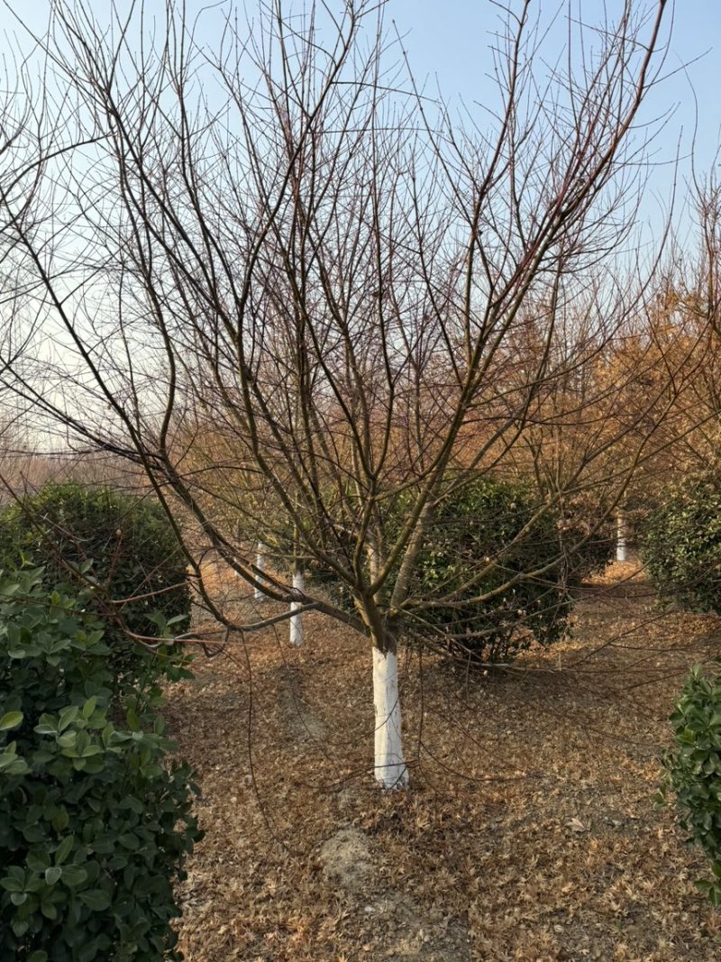 鸡爪槭，丛生鸡爪槭，规格5-25公分量大，基地直供，