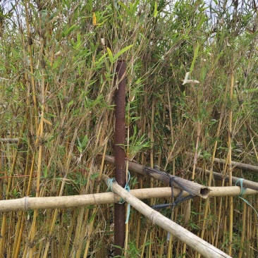 琴丝竹