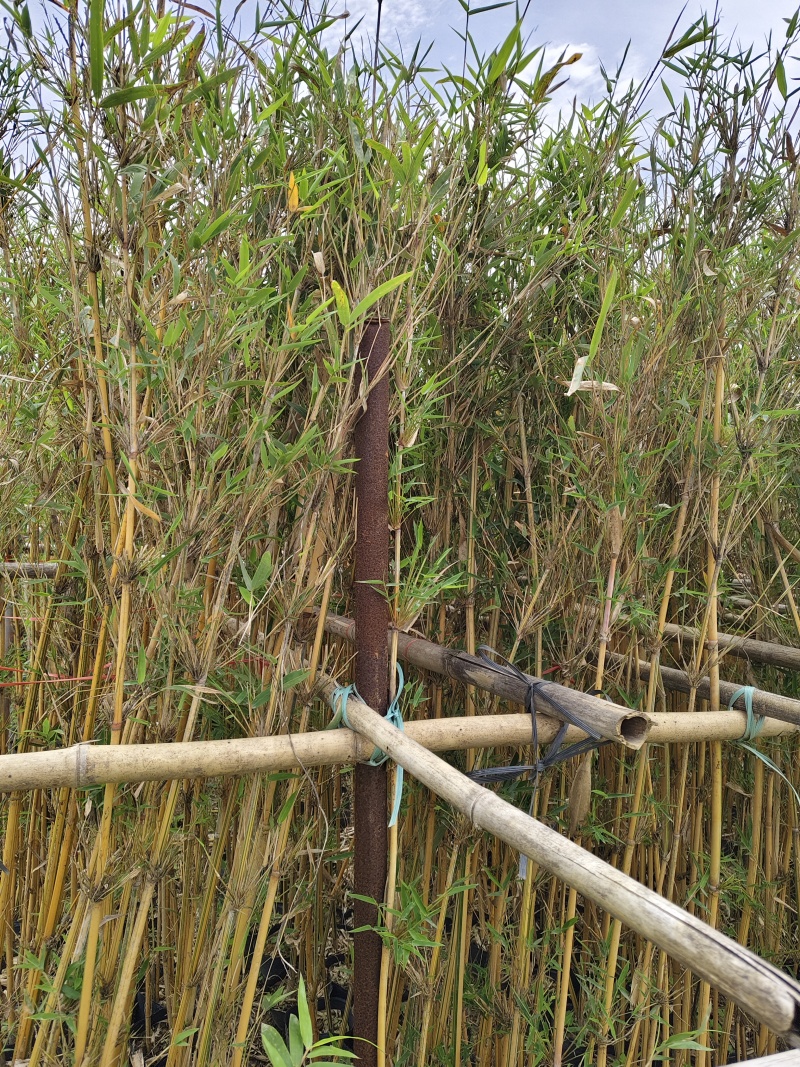 琴丝竹
