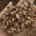 黄草石斛实物拍摄药用石斛无硫磺
