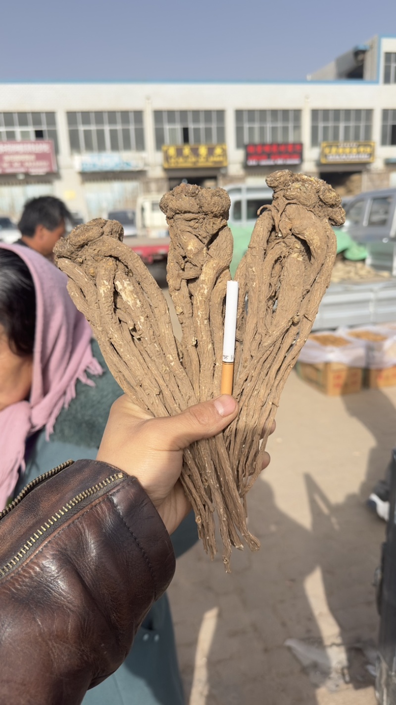 甘肃岷县无硫特当归一手货源千亩基地价格美丽欢迎致电下单