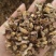 黄草石斛实物拍摄药用石斛无硫磺