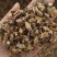 黄草石斛实物拍摄药用石斛无硫磺