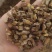黄草石斛实物拍摄药用石斛无硫磺