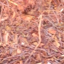 云南野生余甘果寄生草橄榄寄生干货量不大货真价实