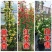 木香藤本木香花颜色有黄色红色白色基地直销包邮