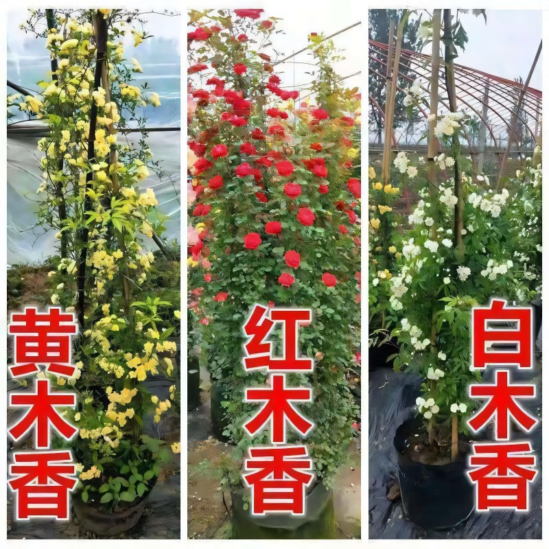 木香藤本木香花颜色有黄色红色白色基地直销包邮