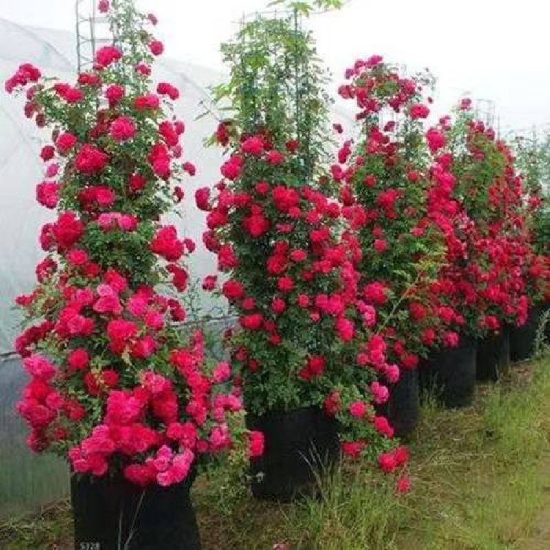 木香藤本木香花颜色有黄色红色白色基地直销包邮