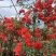 木香藤本木香花颜色有黄色红色白色基地直销包邮
