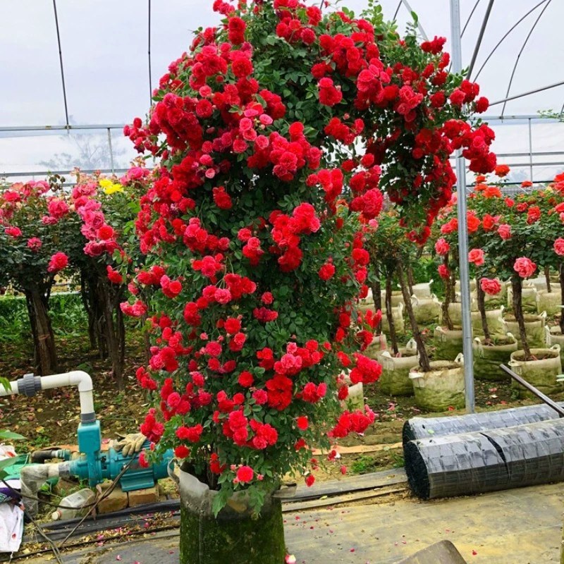 木香藤本木香花颜色有黄色红色白色基地直销包邮