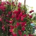 木香藤本木香花颜色有黄色红色白色基地直销包邮