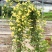 木香藤本木香花颜色有黄色红色白色基地直销包邮