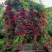 木香藤本木香花颜色有黄色红色白色基地直销包邮