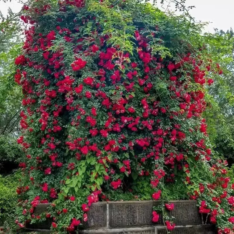 木香藤本木香花颜色有黄色红色白色基地直销包邮