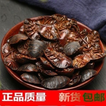 土元