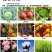 植挥官肥料瓜果蔬菜果树中药快速生根壮苗微生物菌剂养根护根