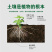 植挥官肥料瓜果蔬菜果树中药快速生根壮苗微生物菌剂养根护根