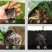 植挥官肥料瓜果蔬菜果树中药快速生根壮苗微生物菌剂养根护根