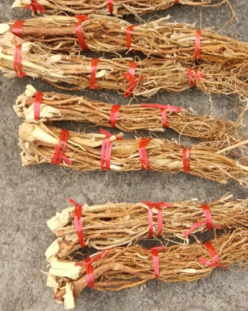 可定做五指毛桃，新货供应鲜货