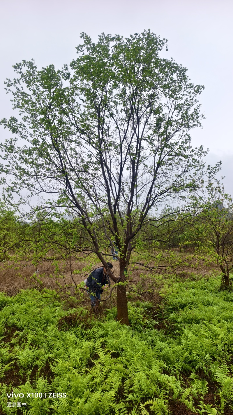 20公分乌桕的工程苗及苗圃精品大量供应，货源充足！