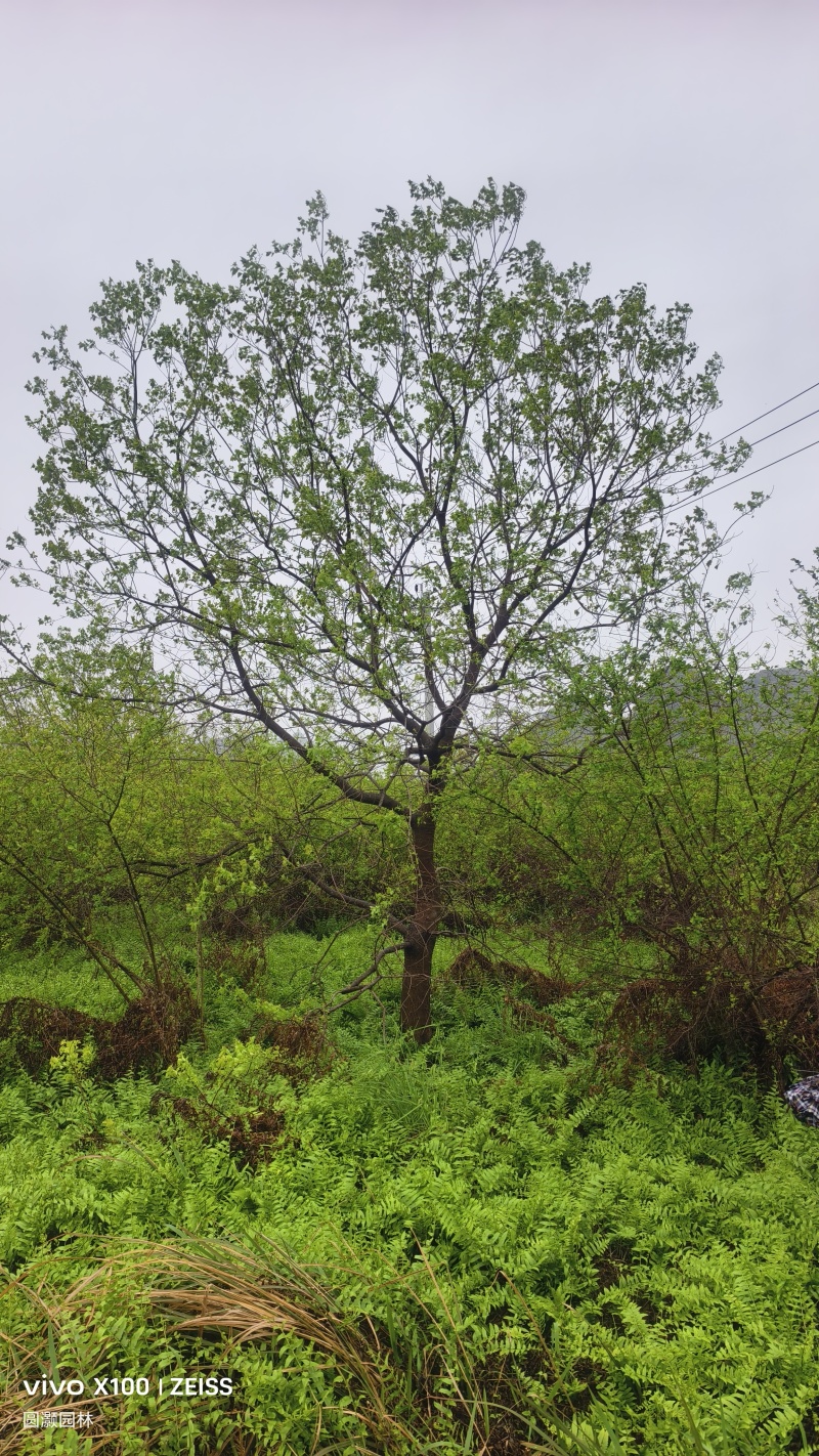 20公分乌桕的工程苗及苗圃精品大量供应，货源充足！