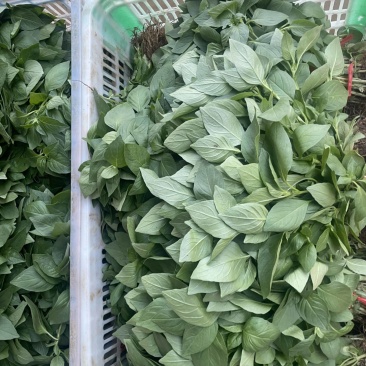 河南大叶荆芥，商品货，加工厂