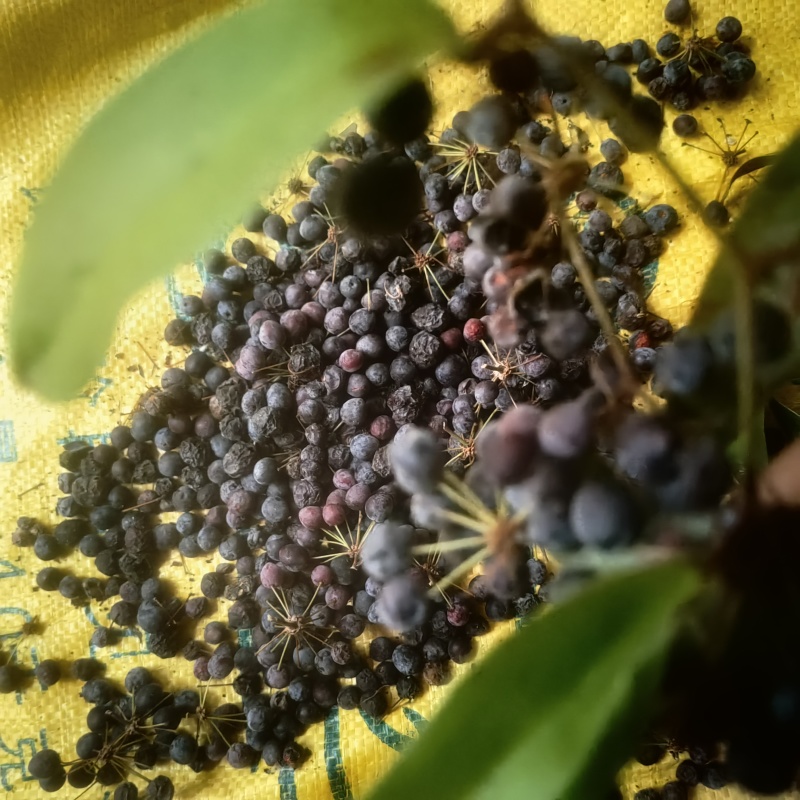 白肉土茯苓种子良种士茯苓基地直供保质保量包技术
