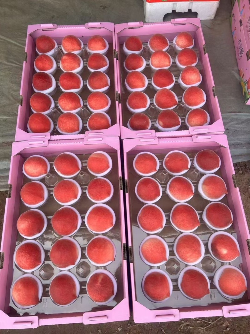 乐亭大棚红梅水蜜桃，承接茶饮，商超，电商，各大市场，工厂