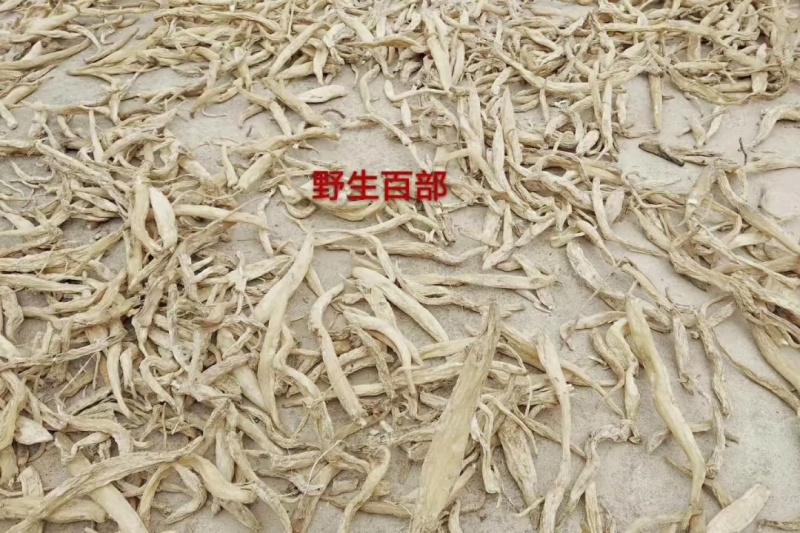 百部又名百条根、百部草、闹虱药、药虱药