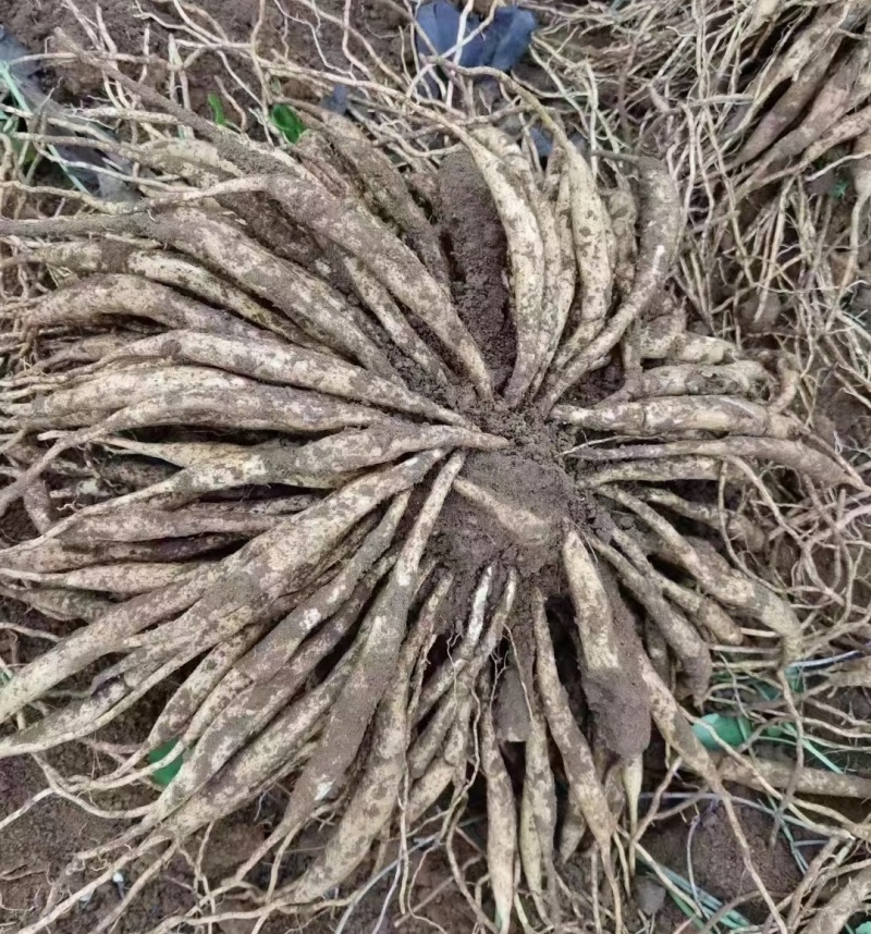 百部又名百条根、百部草、闹虱药、药虱药