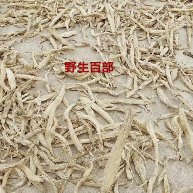 百部又名百条根、百部草、闹虱药、药虱药