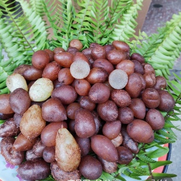 肾蕨果石黄皮山黄皮凤凰蛋圆羊齿产地直发到货块了包赔包邮