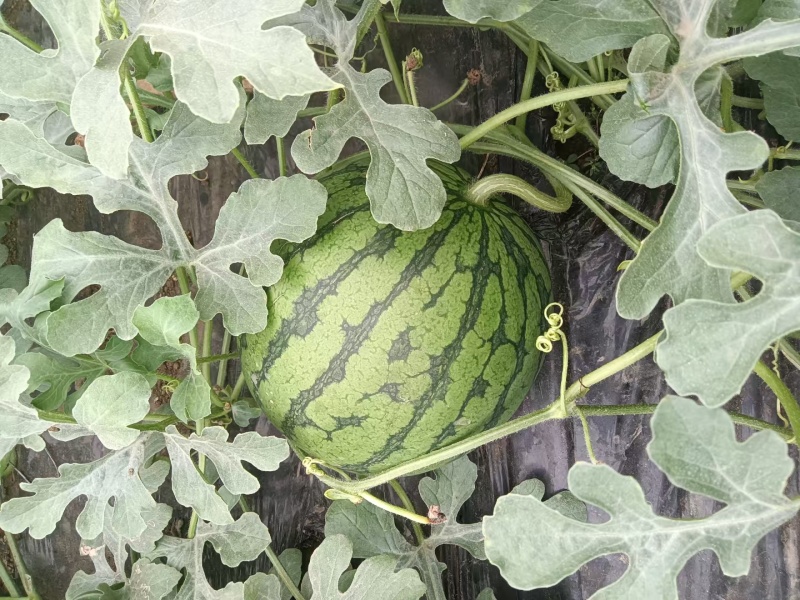 江苏特小凤西瓜香甜多汁对接批发商支持视频看货一手货源
