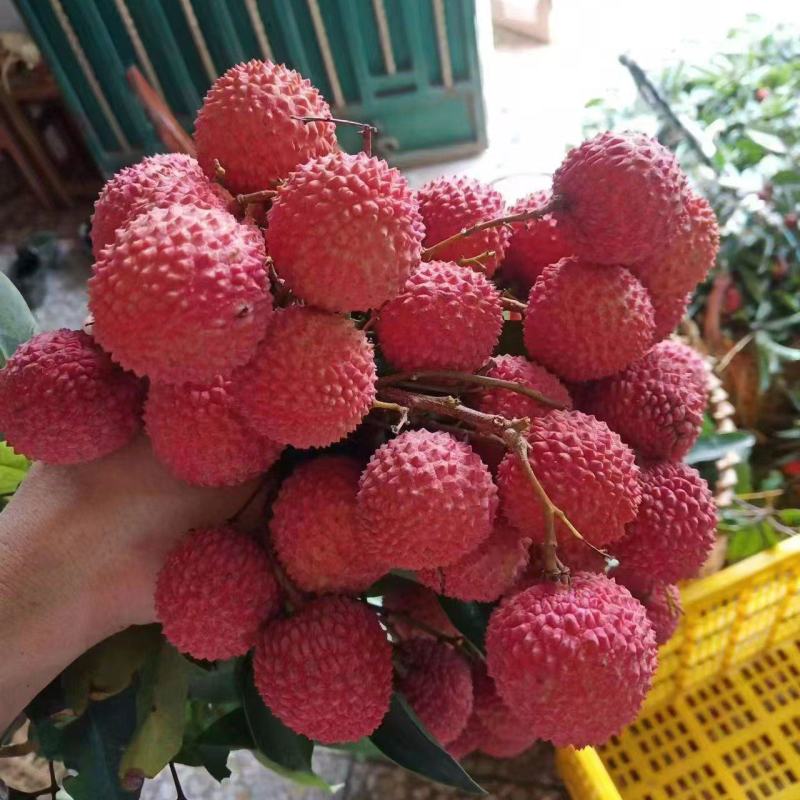 荔枝白糖罂，妃子笑，白蜡，桂味，冰荔等各种品种荔枝上市